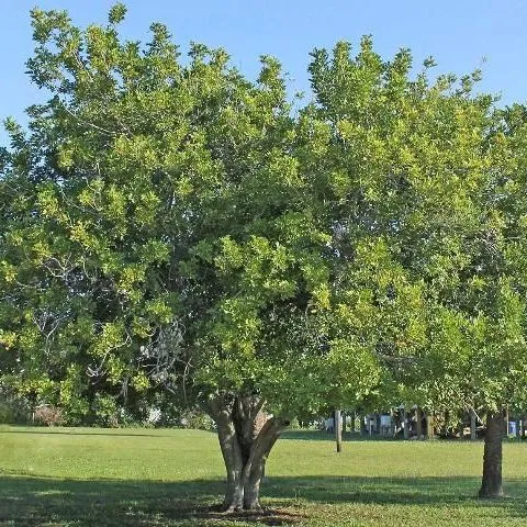 thumbnail for publication: Cupaniopsis anacardiopsis: Carrotwood